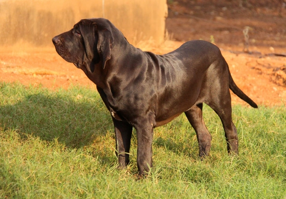 Brazilská fila Dogs Plemeno / Druh: Povaha, Délka života & Cena | iFauna