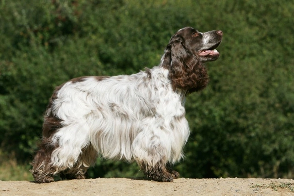 Cocker Spaniel Inglés Dogs Raza - Características, Fotos & Precio | MundoAnimalia