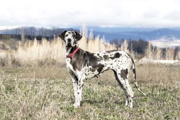 Average cost of a great store dane puppy