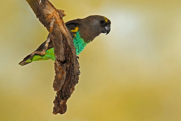 Papoušek žlutotemenný Birds Informace - velikost, povaha, délka života & cena | iFauna