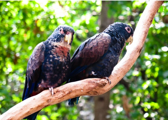 Amazónek bronzovokřídlý Birds Informace - velikost, povaha, délka života & cena | iFauna