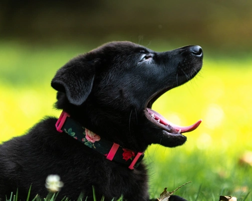 Noorse Elandhond Dogs Ras: Karakter, Levensduur & Prijs | Puppyplaats