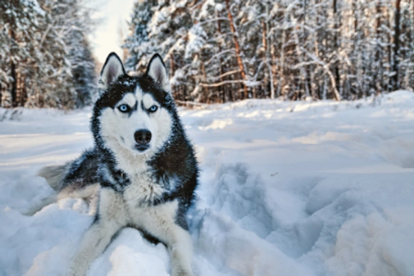 Husky Siberiano Dogs Raza - Características, Fotos & Precio | MundoAnimalia
