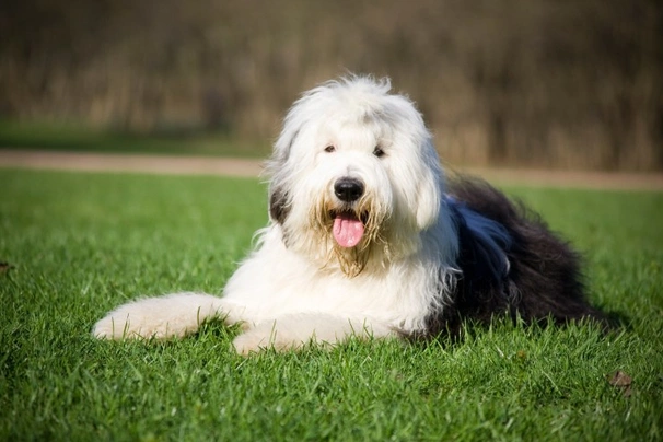 Old English Sheepdog Dogs Breed | Facts, Information and Advice | Pets4Homes