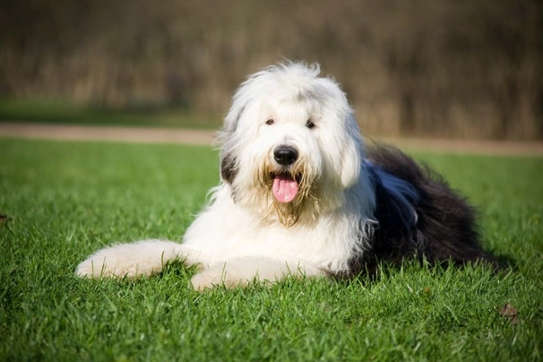 English best sale sheepdog cost