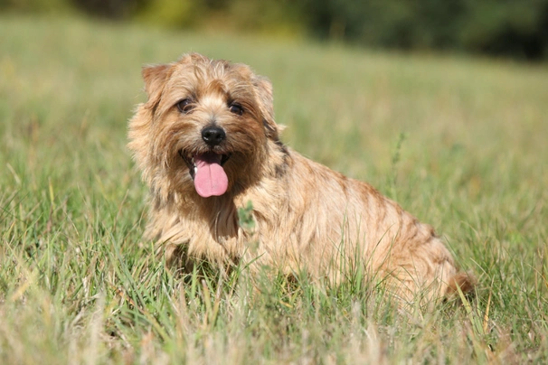 Norfolk Terrier Dogs Raza - Características, Fotos & Precio | MundoAnimalia