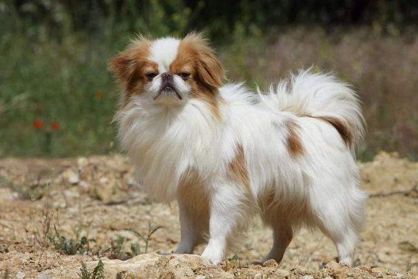 Japanese chin for store sale