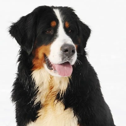 Bernese Mountain Dog Dogs Breed - Information, Temperament, Size & Price | Pets4Homes