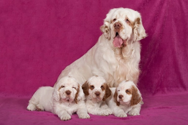 Clumber Spaniel Dogs Breed | Facts, Information and Advice | Pets4Homes