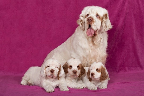 Clumber spaniel sale cross poodle