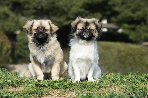 Tibetan Spaniel Dogs Breed | Facts, Information and Advice | Pets4Homes