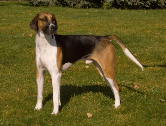 Foxhound Dogs Informace - velikost, povaha, délka života & cena | iFauna
