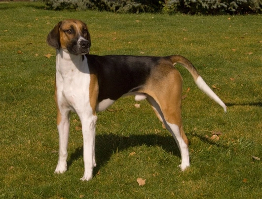 Foxhound dog best sale for sale