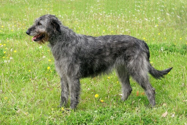 Irish wolfhound hot sale cost