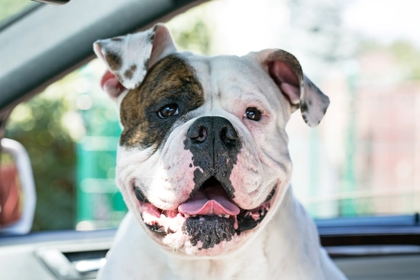 American best sale bulldog types