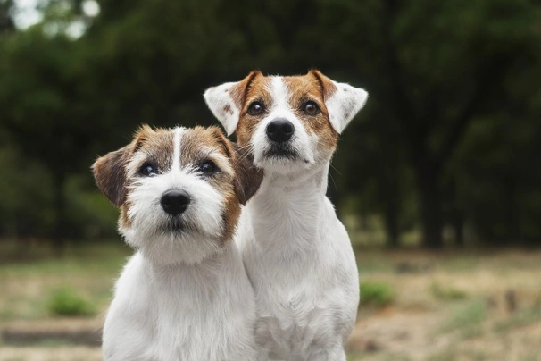 son buenos los jack russell terriers con otros perros