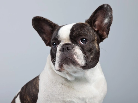 Pets4homes best sale french bulldog