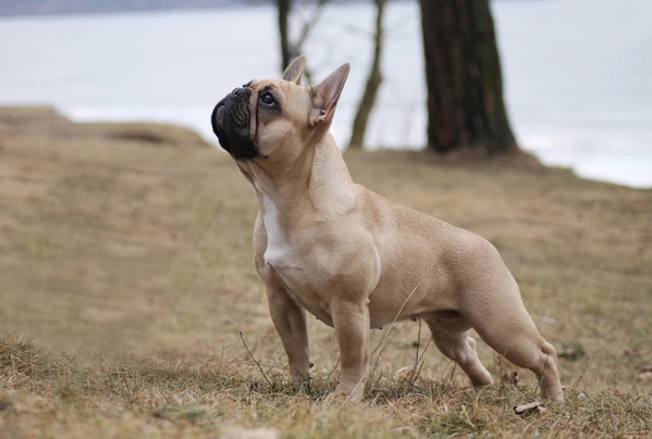 Francouzský buldoček Dogs Informace - velikost, povaha, délka života & cena | iFauna