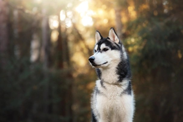Siberian Husky Dogs Breed - Information, Temperament, Size & Price | Pets4Homes
