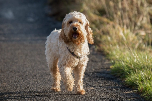 Cockapoo for best sale