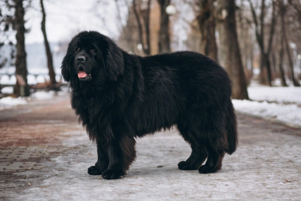 Newfoundland Dogs Breed - Information, Temperament, Size & Price | Pets4Homes