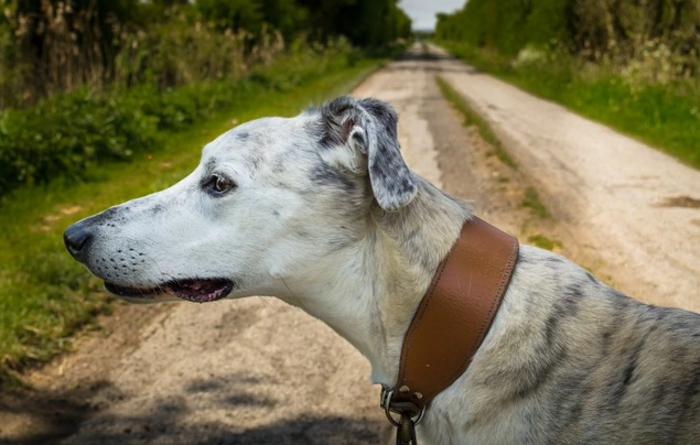 Lurcher Dogs Raza - Características, Fotos & Precio | MundoAnimalia