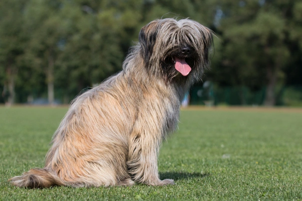 Pyrenean Sheepdog Dogs Breed - Information, Temperament, Size & Price | Pets4Homes