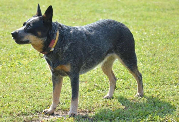 Australian Cattle Dog Dogs Breed - Information, Temperament, Size ...