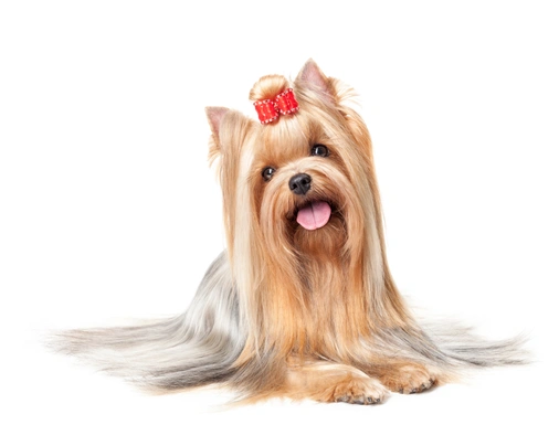 Yorkshire Terrier Dogs Breed - Information, Temperament, Size & Price | Pets4Homes