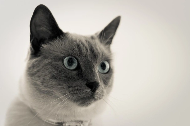 Balinés Gatos Raza - Características, Fotos & Precio | MundoAnimalia