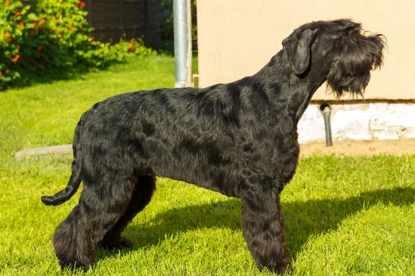 Giant Schnauzer Dogs Breed | Facts, Information and Advice | Pets4Homes