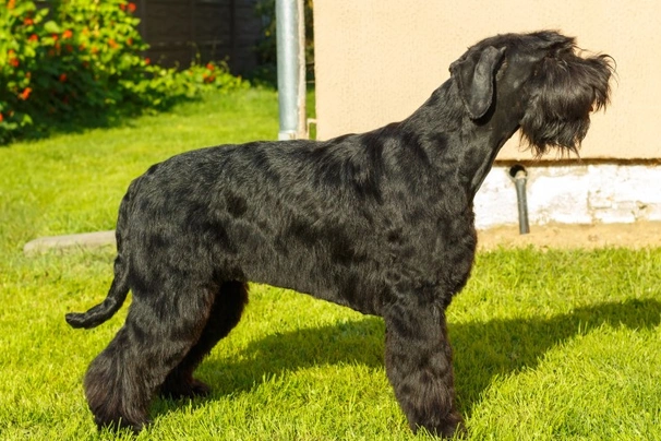 Giant Schnauzer Dogs Breed - Information, Temperament, Size & Price | Pets4Homes