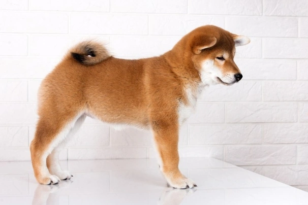Japanese Shiba Inu Dogs Breed | Facts, Information and Advice | Pets4Homes