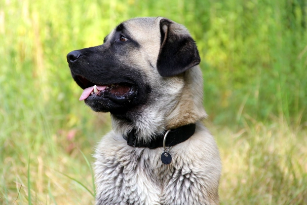 Kangal dog best sale breed info