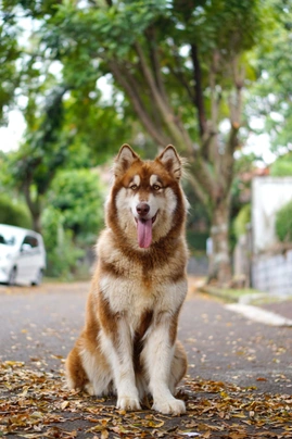 Sable and store white alaskan malamute