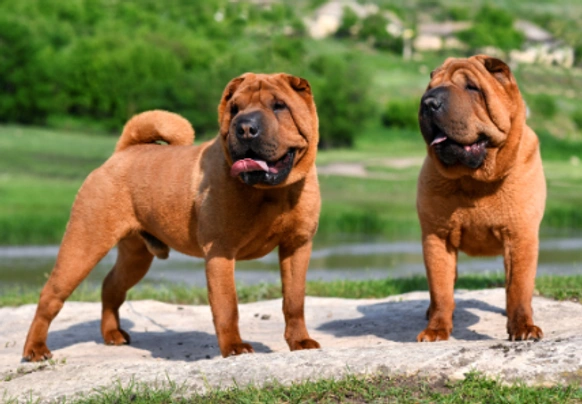 Shar Pei Dogs Ras: Karakter, Levensduur & Prijs | Puppyplaats