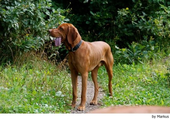 Vizsla korthaar Dogs Ras: Karakter, Levensduur & Prijs | Puppyplaats