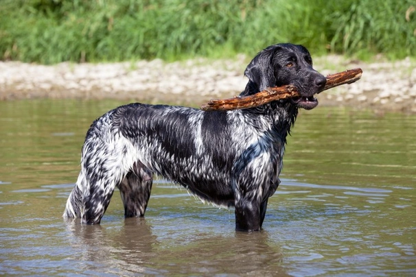 Grote Münsterländer Dogs Ras: Karakter, Levensduur & Prijs | Puppyplaats