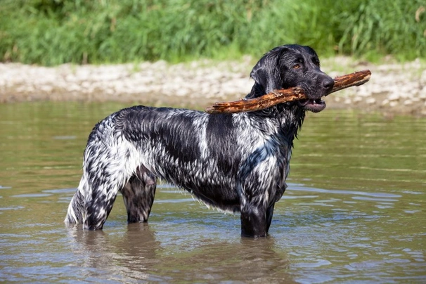 Velký münsterlandský ohař Dogs Plemeno / Druh: Povaha, Délka života & Cena | iFauna