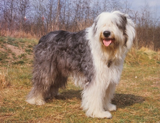 Viejo Pastor Inglés, Bobtail