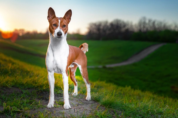 Cost of best sale a basenji