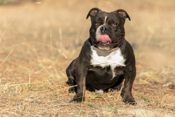 American Bully Dog Breed Facts & Information