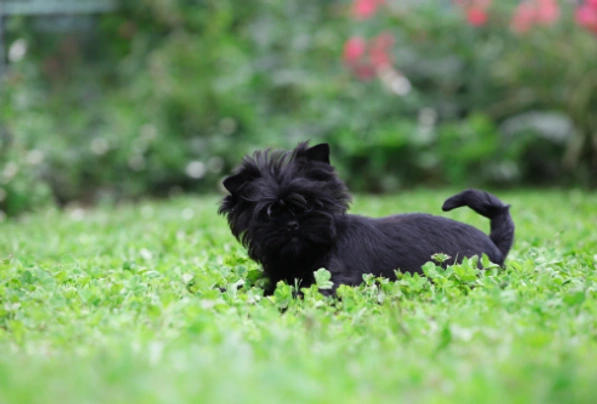 Affenpinscher Dogs Breed | Facts, Information and Advice | Pets4Homes