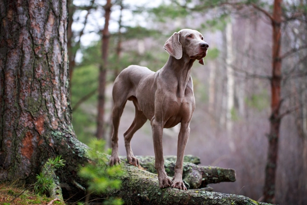 Výmarský ohař Dogs Plemeno / Druh: Povaha, Délka života & Cena | iFauna