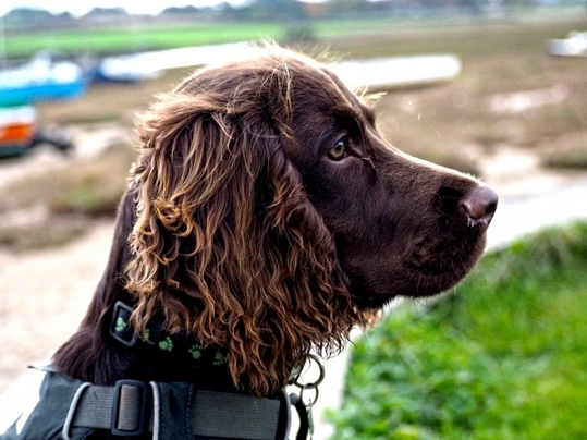 Sprocker Spaniel Dogs Raza - Características, Fotos & Precio | MundoAnimalia