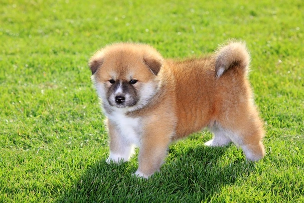 Japanese Akita Inu Dogs Breed - Information, Temperament, Size & Price | Pets4Homes