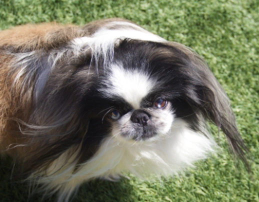 Pekingese Dogs Breed - Information, Temperament, Size & Price | Pets4Homes