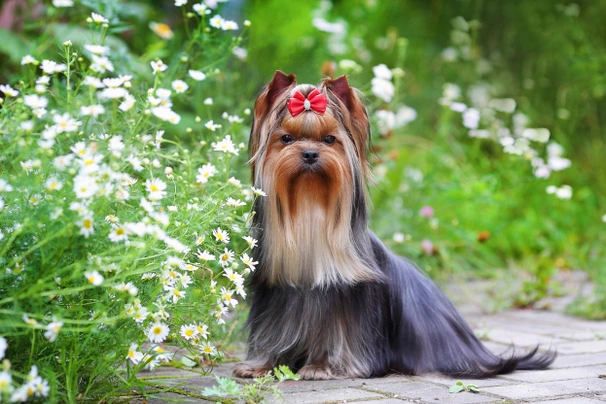 Yorkshire Terrier Dogs Breed - Information, Temperament, Size & Price | Pets4Homes