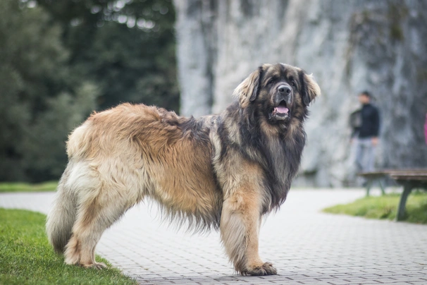 Leonberger Dogs Raza - Características, Fotos & Precio | MundoAnimalia