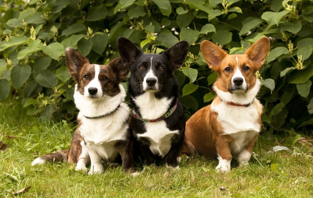 Velškorgi - cardigan Dogs Informace - velikost, povaha, délka života & cena | iFauna